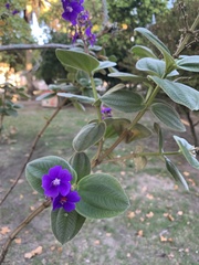 Melastomataceae