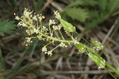 Toxicoscordion venenosum