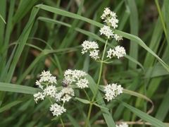 Galium boreale