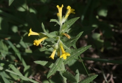 Lithospermum multiflorum