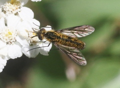 Thevenetimyia luctifera