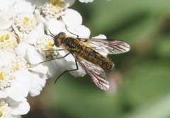 Thevenetimyia luctifera