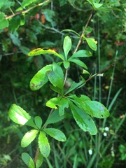 Berberis canadensis