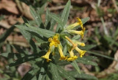 Lithospermum multiflorum