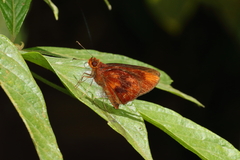 Miltomiges cinnamomea