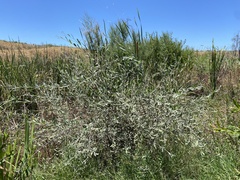 Salix salviifolia