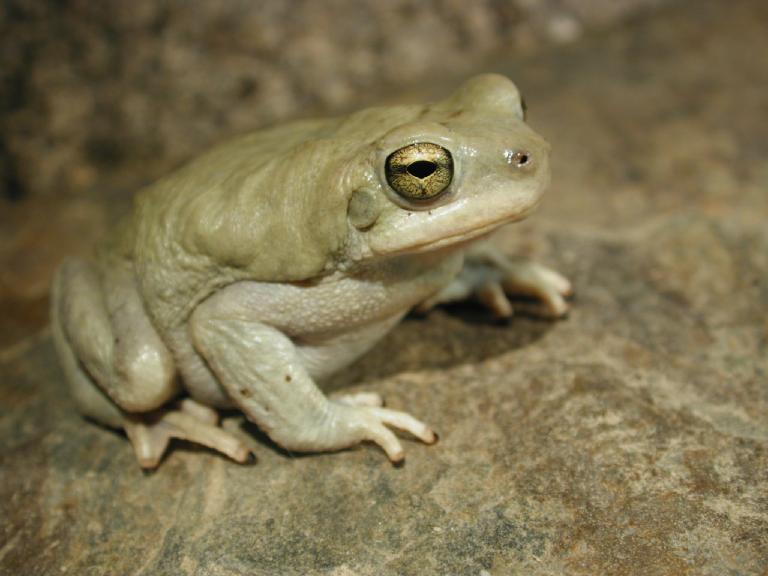 Firouzophrynus olivaceus