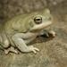 Olive Toad - Photo (c) 2001 Arie van der Meijden, some rights reserved (CC BY-NC-SA)