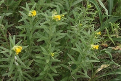 Lithospermum multiflorum