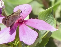 Polites vibex praeceps