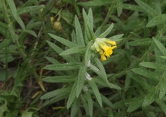 Lithospermum multiflorum