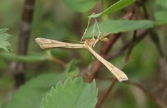 Gillmeria pallidactyla