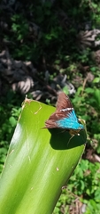 Lepidoptera