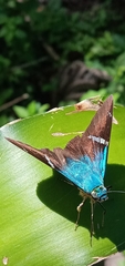 Lepidoptera