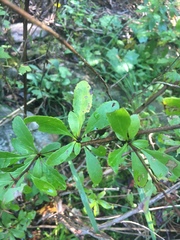 Berberis canadensis