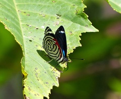 Diaethria candrena
