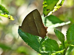 Taygetis tripunctata
