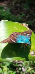 Lepidoptera