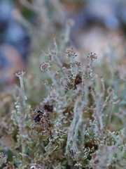 Cladonia cenotea