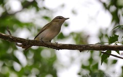 Vireo chivi