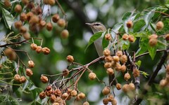 Vireo chivi