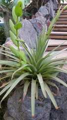 Tillandsia