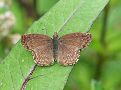 Anisochoria sublimbata