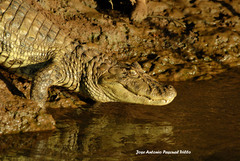 Caiman latirostris