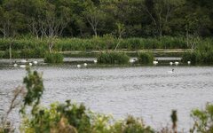 Cygnus melancoryphus