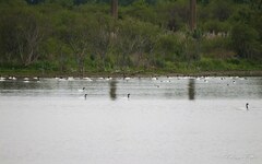 Cygnus melancoryphus