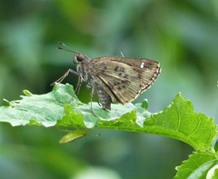 Psoralis stacara