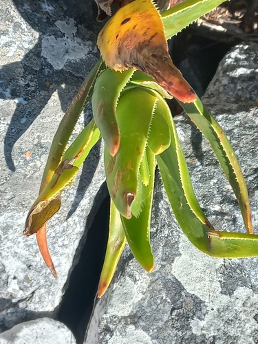 Image of Aloiampelos commixta by no rights reserved