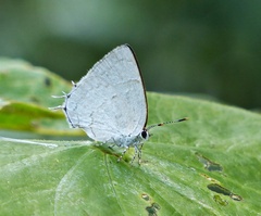 Symbiopsis lenitas
