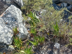 Aloiampelos commixta