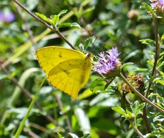Phoebis neocypris