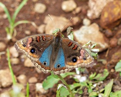 Junonia genoveva hilaris