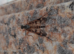 Rhagio atlanticus