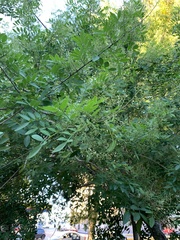 Schinus terebinthifolia