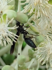 Synoeca septentrionalis