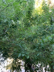 Schinus terebinthifolia