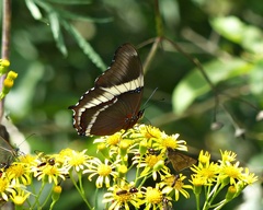Siproeta epaphus trayja
