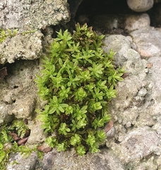 Encalypta streptocarpa