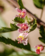 Bridgesia incisifolia
