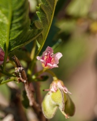 Bridgesia incisifolia