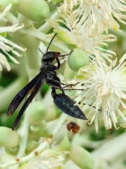 Synoeca septentrionalis