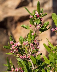 Bridgesia incisifolia