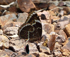 Morpho helenor achillides