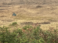 Lamprotornis superbus