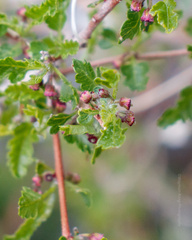 Bridgesia incisifolia