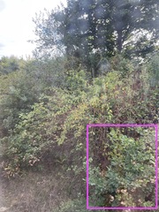 Quercus robur